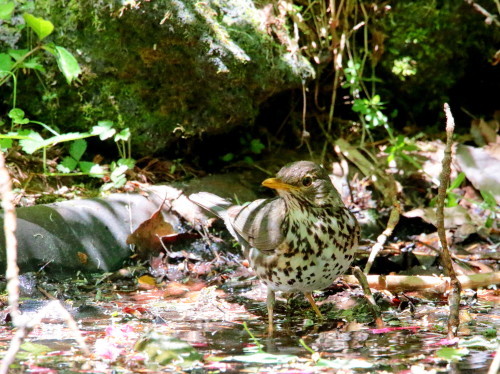 日差しの中の水浴に興ずるクロツグミ♀　　　ＫＧＫ_d0346713_20302282.jpg