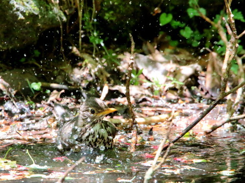 日差しの中の水浴に興ずるクロツグミ♀　　　ＫＧＫ_d0346713_20305275.jpg