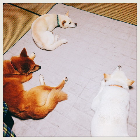 明日は笠間の里親会です❤_b0090517_21125644.jpg