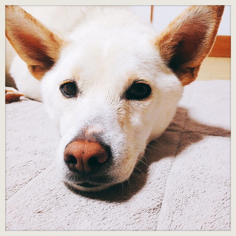 明日は笠間の里親会です❤_b0090517_21134721.jpg