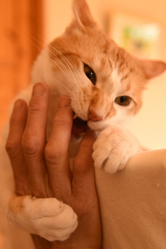 それも好き…かも。_b0259218_00201313.jpg