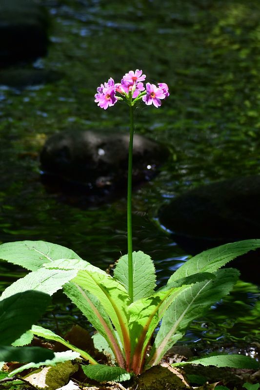 クリンソウ再び・・・赤城自然園_a0031821_09421270.jpg