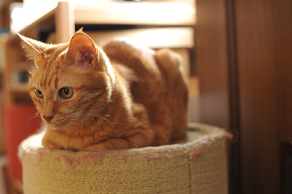 猫の膀胱炎 血尿 病院へ連れて行く 初日 6月1日 ほんじつのトムさん 猫の膀胱炎 血尿 病院へ連れて行く 初日 6月1日 ほんじつのトムさん
