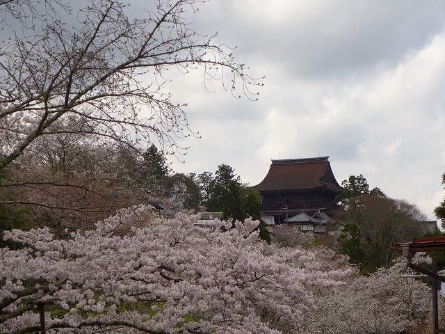 お花見2017（吉野山）_e0303726_09282821.jpg