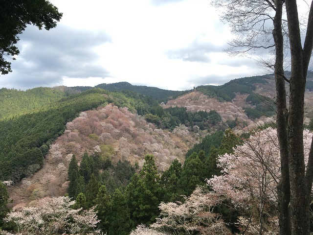 お花見2017（吉野山）_e0303726_09304478.jpg