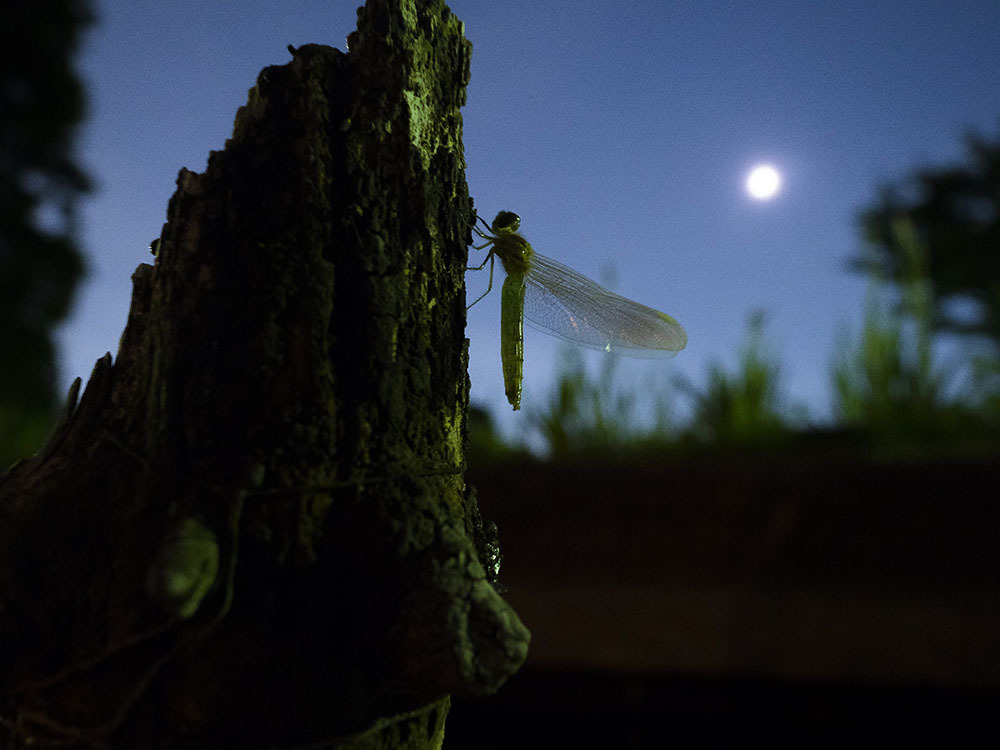 コフキトンボでノイズリダクションOFF効果確認_f0324026_01012708.jpg