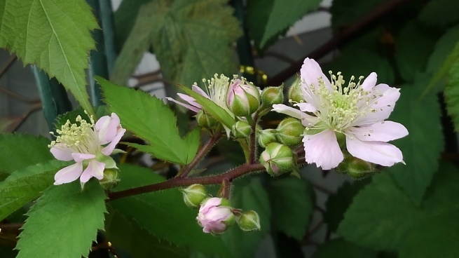 c0236632_16451886.jpg