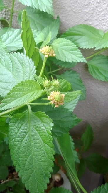 c0236632_16500971.jpg