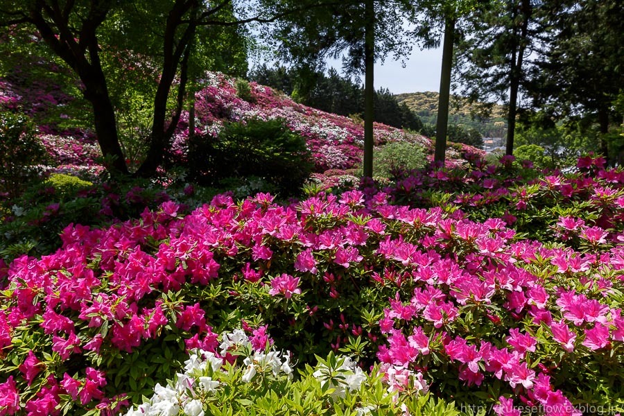 宇治　三室戸寺のツツジ_b0325840_22214158.jpg