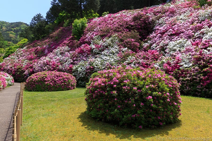 宇治　三室戸寺のツツジ_b0325840_22275411.jpg