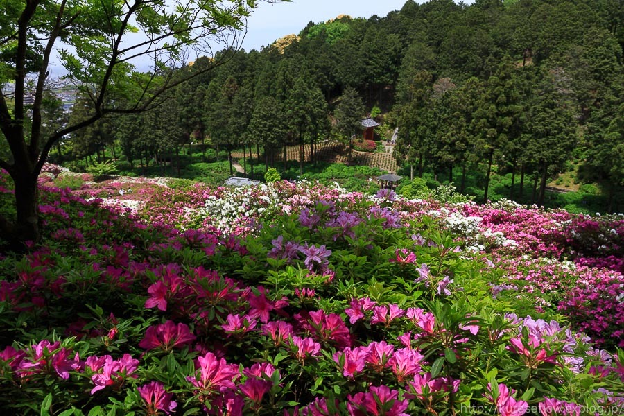 宇治　三室戸寺のツツジ_b0325840_22310255.jpg