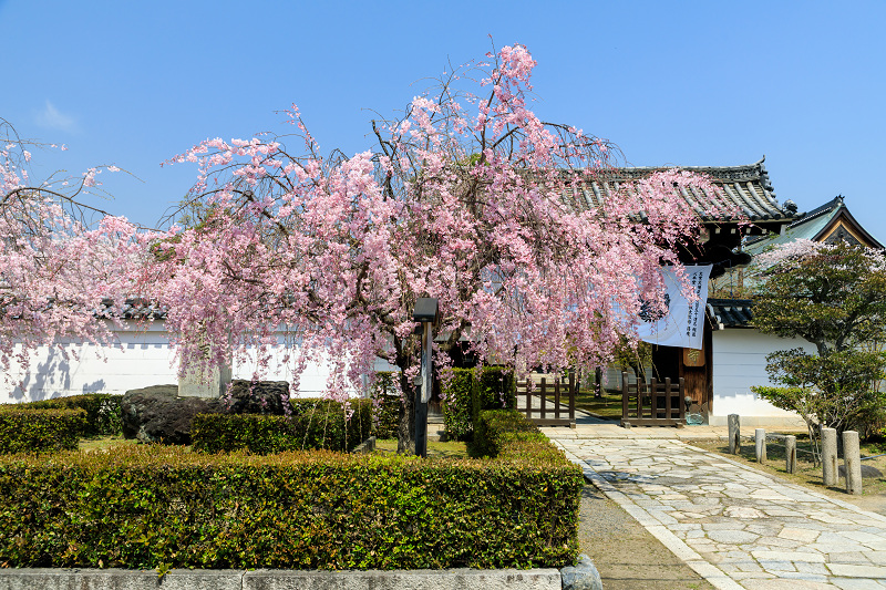 京都の桜2017 妙顕寺のお庭_f0155048_2339724.jpg