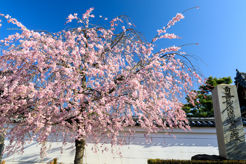 京都の桜2017 妙顕寺のお庭_f0155048_23414332.jpg