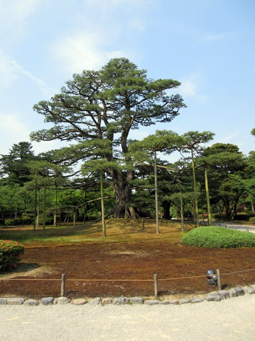 【1泊2日の金沢⑥】金箔ソフト目指して彷徨う兼六園_b0009849_2224514.jpg