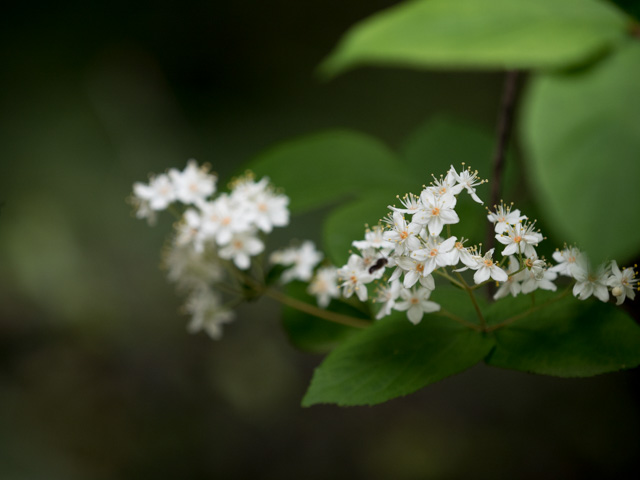 名も知らぬ花_a0257652_13313961.jpg