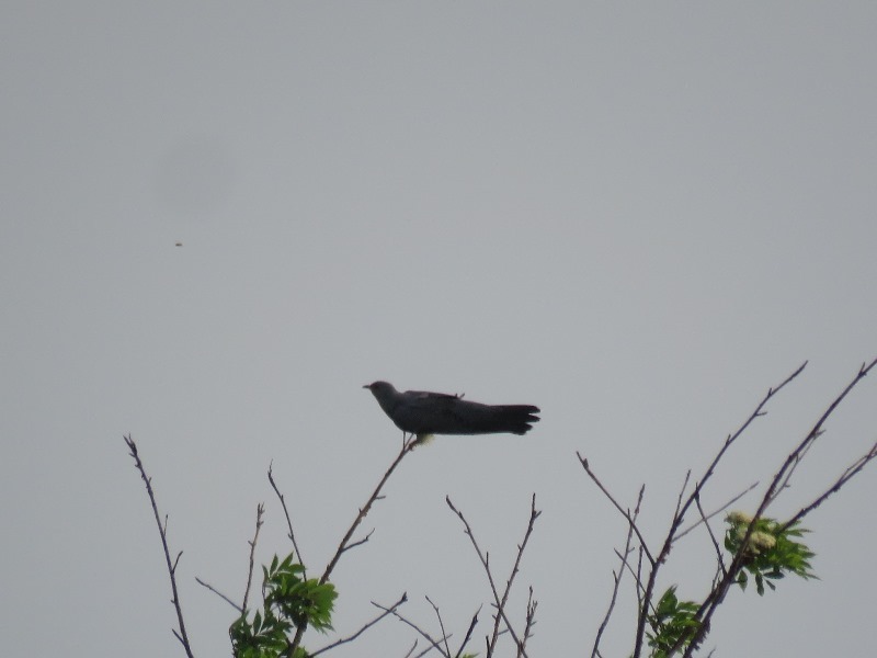 野鳥トレ　82　カッコウ_b0227552_18093886.jpg