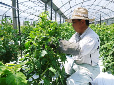 樹上完熟朝採りトマト大好評発売中!トマトらしい本来の美味さです!今期は7月12日発送分まで!_a0254656_18212623.jpg