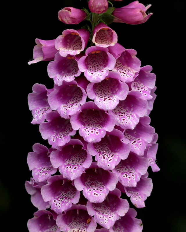 わんぱく公園で花や虫 星の小父さまフォトつづり