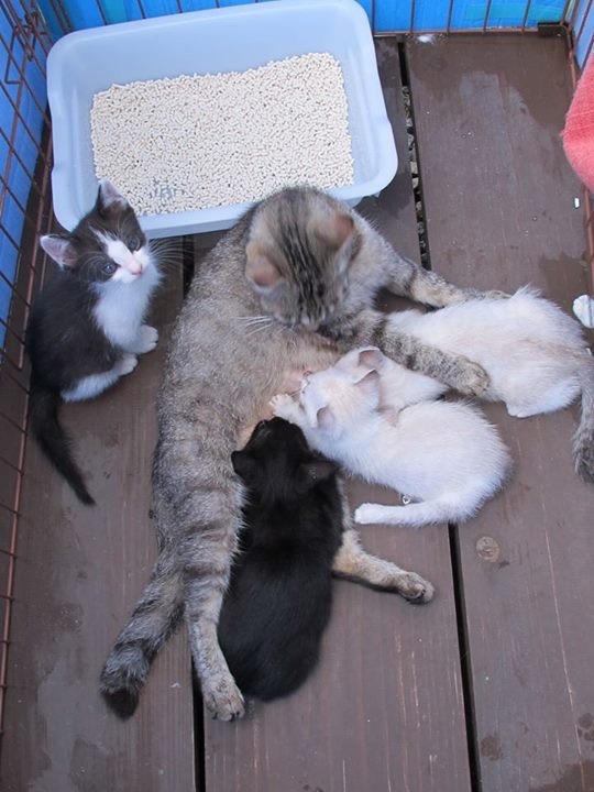 4 kittens and mom._c0153966_19055987.jpeg