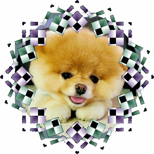 可愛い子犬 小樽から 私の幸せ日記 可愛い子犬 小樽から 私の幸せ日記