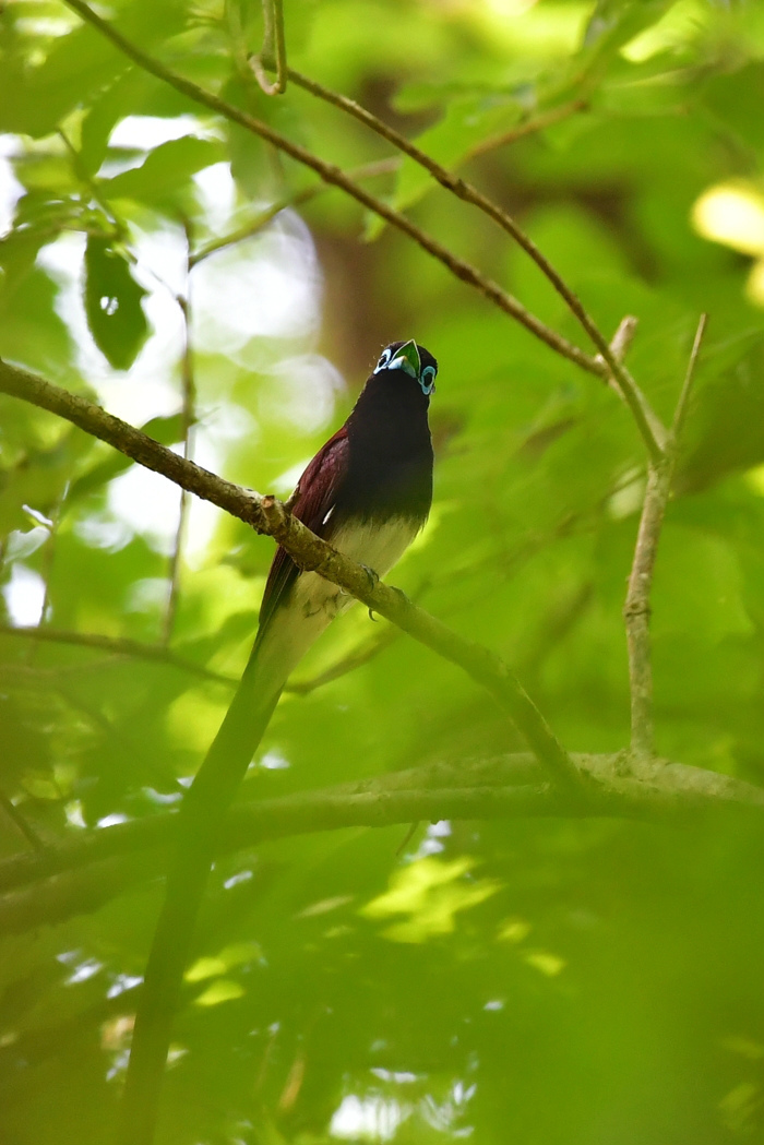 サンコウチョウ_f0053272_00222009.jpg