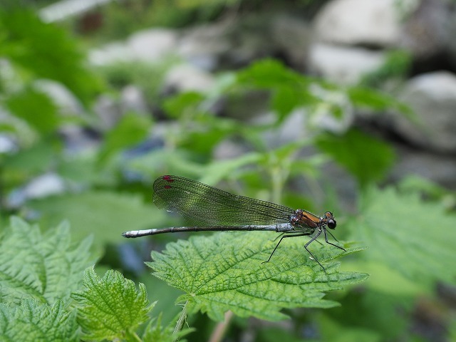 d0156387_22144358.jpg