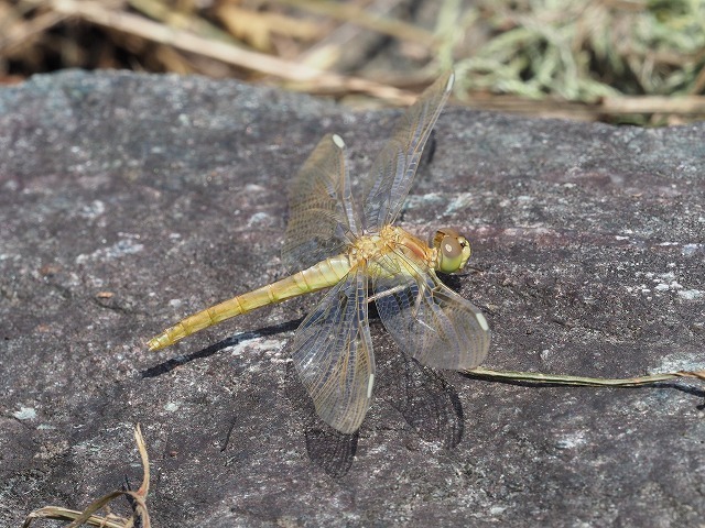 d0156387_22144431.jpg