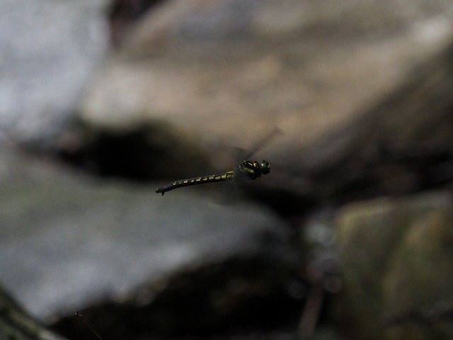 d0156387_22144591.jpg