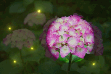 f0357487_23343392.gif
