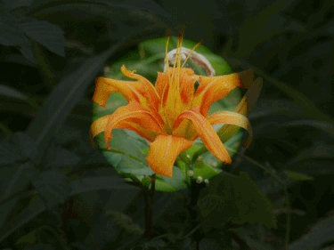 f0357487_23345556.gif