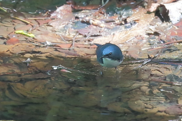 水場のコルリ_d0334291_16511976.jpg