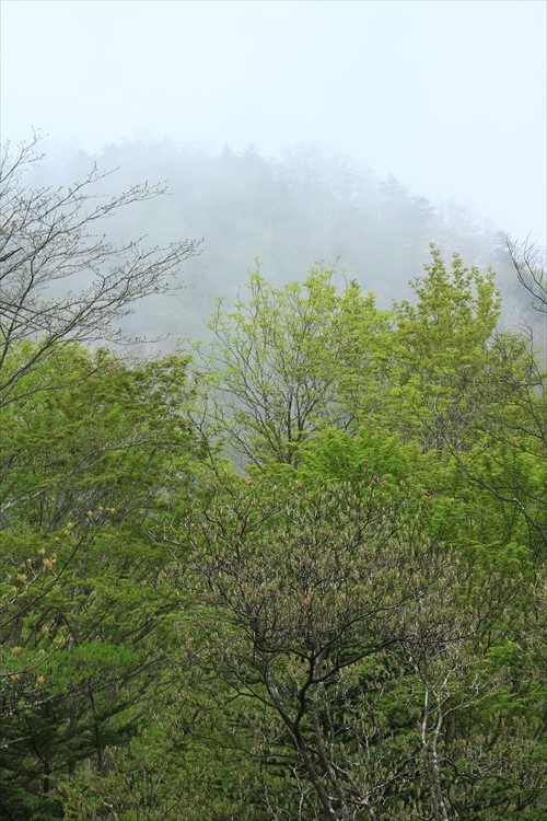 稲村尾根より鷹巣山、峰谷へ_b0246693_11131506.jpg