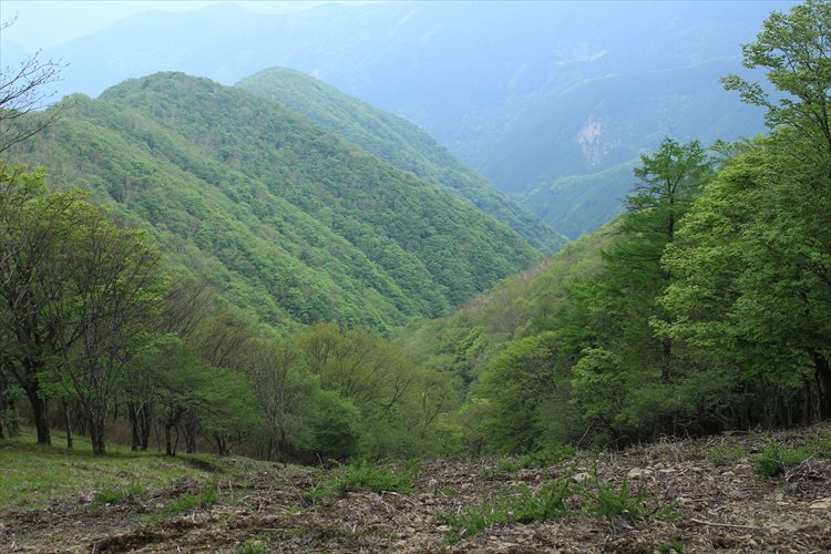 稲村尾根より鷹巣山、峰谷へ_b0246693_11522653.jpg