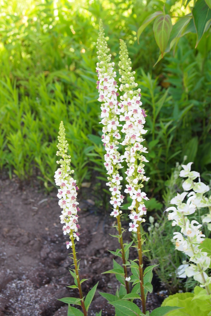 可愛いお花の宿根草たち②_a0292194_13485914.jpg