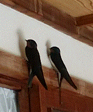 f0231709_21454974.gif