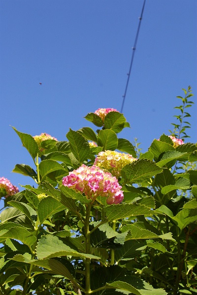 b0275715_2346162.jpg