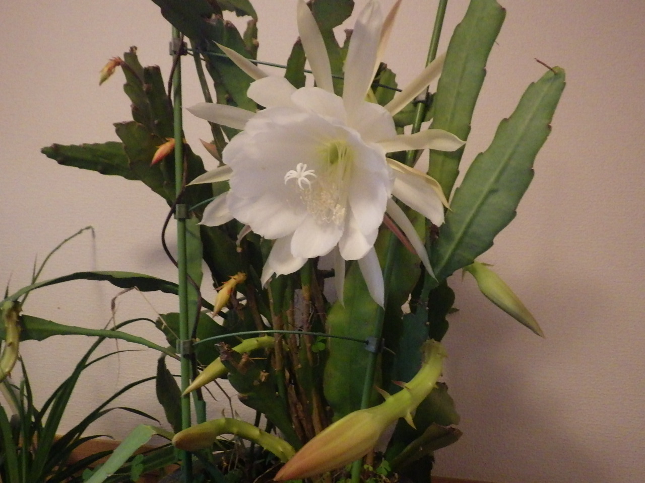 c0300035_09213478.jpg