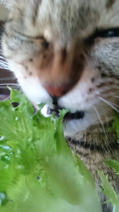 違いがわかるねこ　ダバダ～～♪_c0351235_07570967.jpg