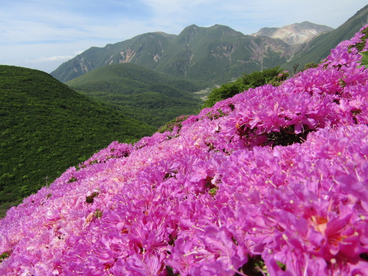 2017 九重連山ミヤマキリシマ咲き誇る平治岳～北大船山_a0206345_08564085.jpg