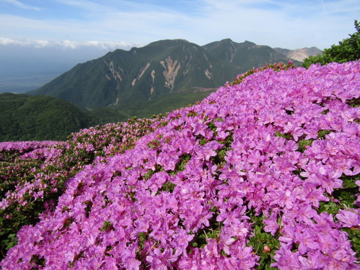 2017 九重連山ミヤマキリシマ咲き誇る平治岳～北大船山_a0206345_09011166.jpg