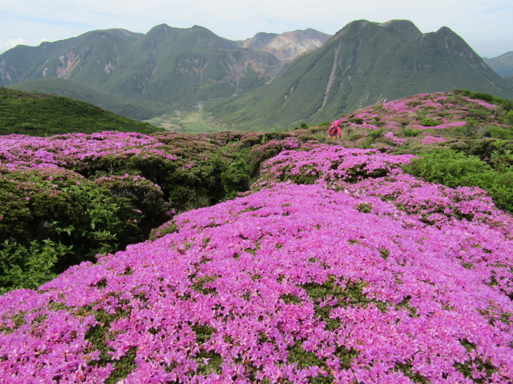 2017 九重連山ミヤマキリシマ咲き誇る平治岳～北大船山_a0206345_09141794.jpg