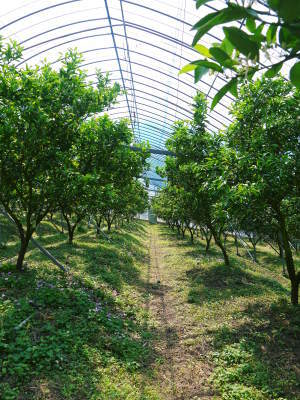 究極の柑橘「せとか」 花から着果へ!惜しまぬ手間ひまと匠の技_a0254656_08010527.jpg