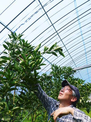究極の柑橘「せとか」 花から着果へ!惜しまぬ手間ひまと匠の技_a0254656_08160580.jpg