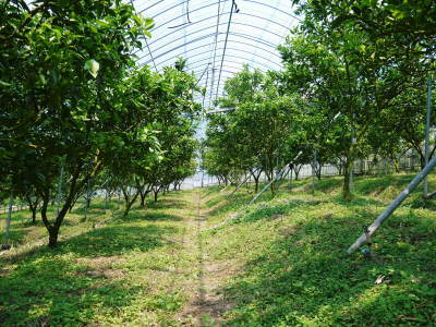 究極の柑橘「せとか」 花から着果へ!惜しまぬ手間ひまと匠の技_a0254656_08535967.jpg