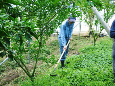 究極の柑橘「せとか」 花から着果へ!惜しまぬ手間ひまと匠の技_a0254656_08555364.jpg