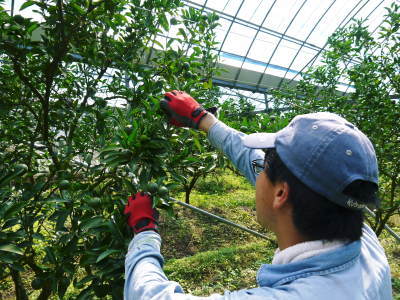 究極の柑橘「せとか」 花から着果へ!惜しまぬ手間ひまと匠の技_a0254656_09065132.jpg
