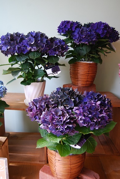 花苗・花鉢入荷情報_a0201358_16125027.jpg