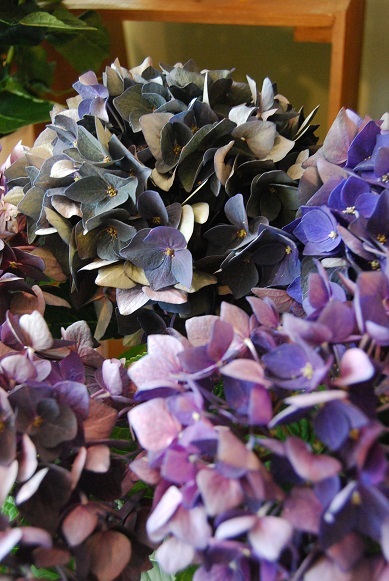 花苗・花鉢入荷情報_a0201358_16202362.jpg