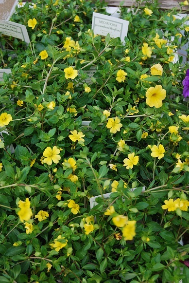 花苗・花鉢入荷情報_a0201358_16323210.jpg