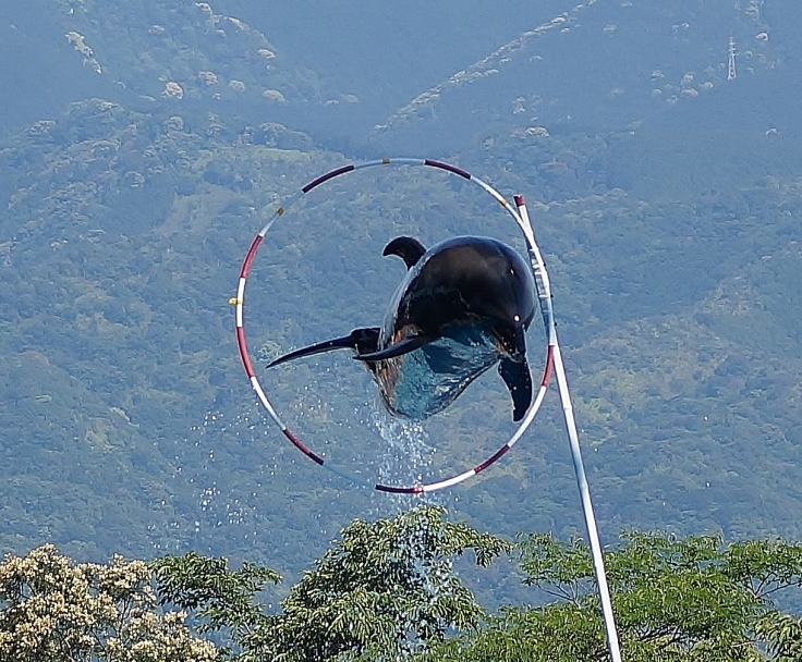 空飛ぶイルカ アドベンチャーワールドにて たんぶーらんの戯言